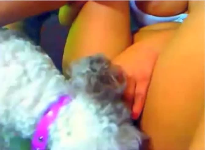 Video :Cute little dog licking the tits and pussy of a big tits babe
